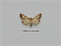 藏品(螟蛾277)的圖片